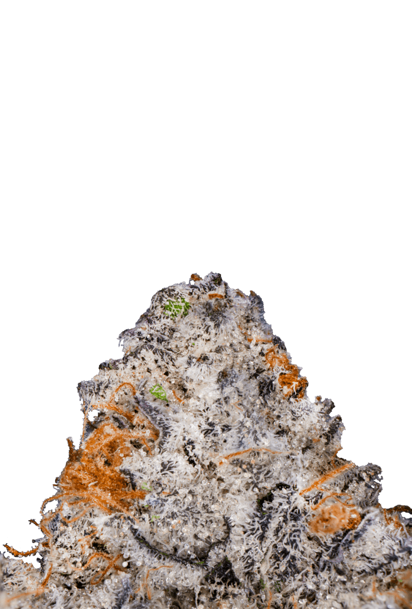 KUTZ | Pure Michigan - image 1