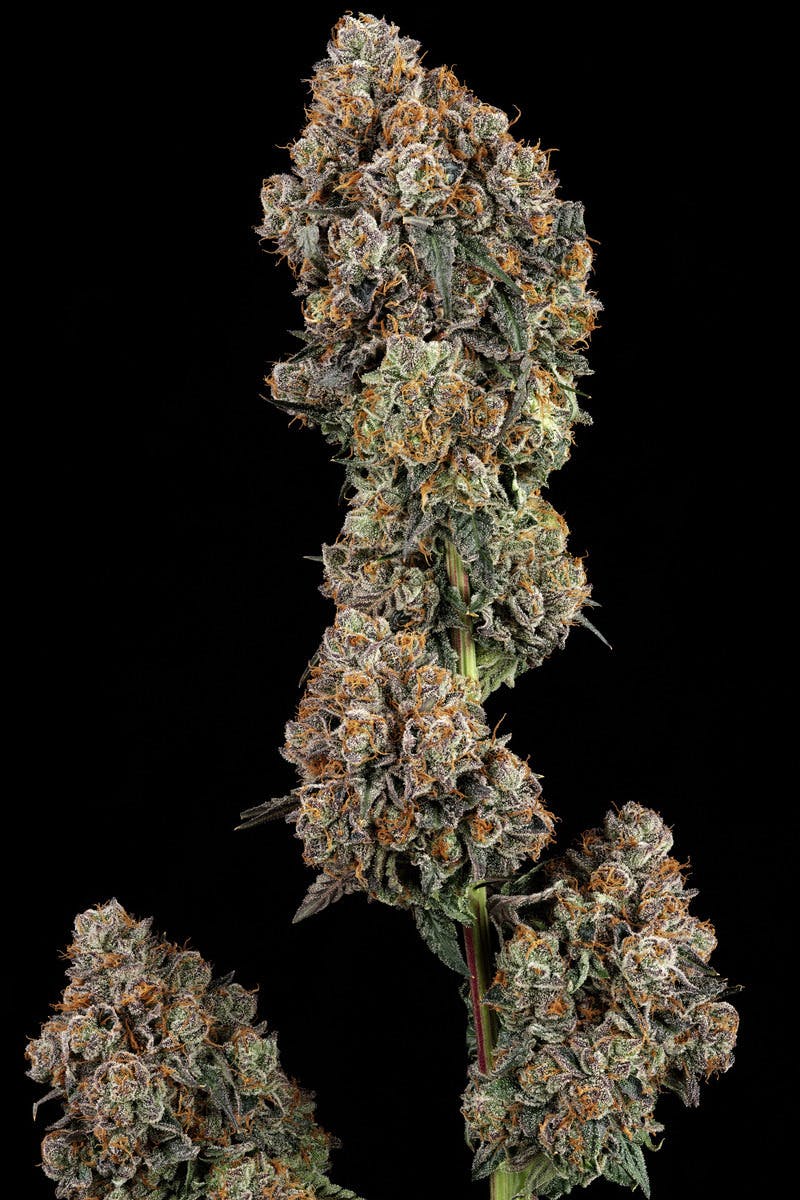 Jokerz Candy 0.5g 2 pk Pre-roll | 1g - image 2