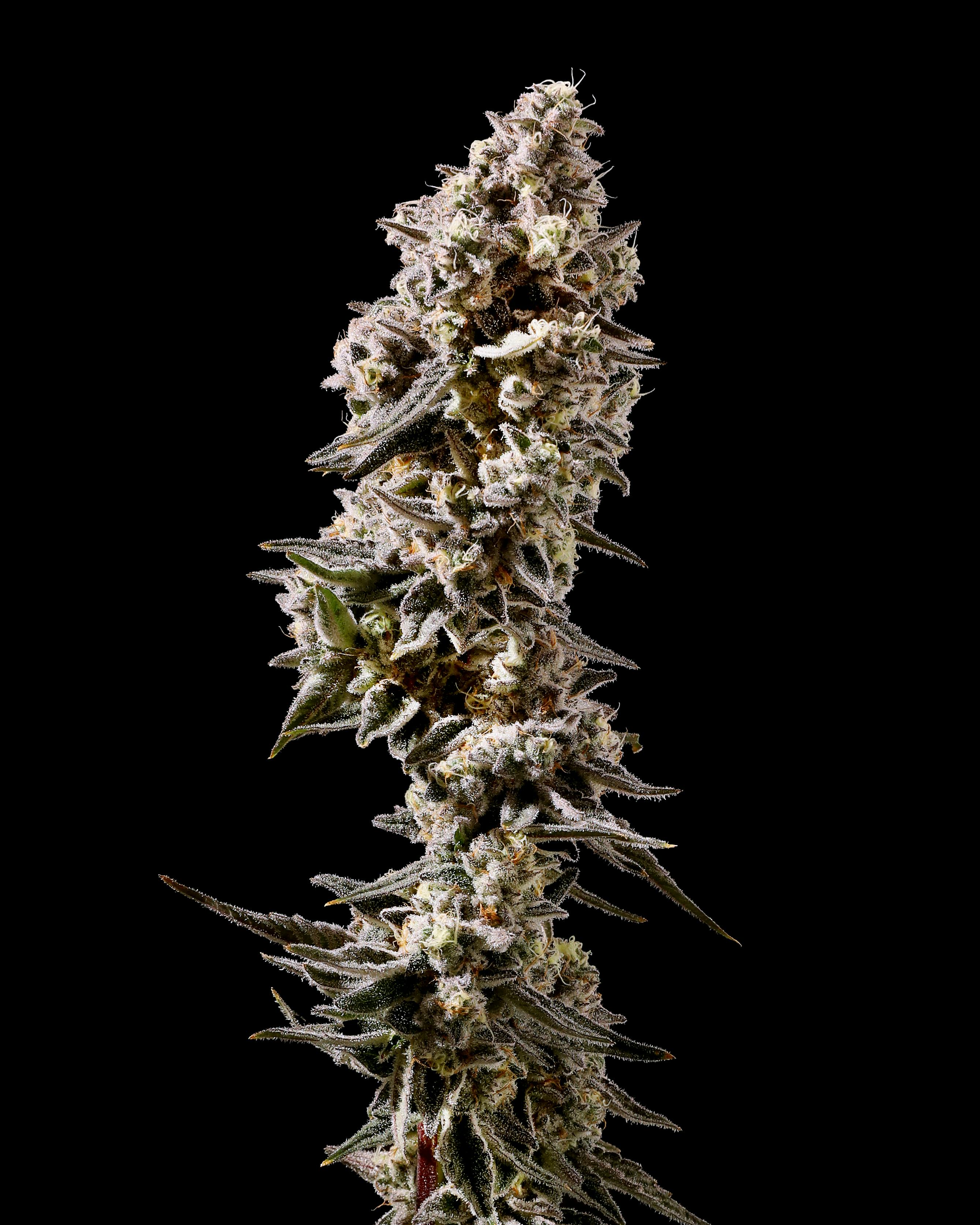 Alien Mints 0.5g 2pk Pre-roll | 1g - image 2