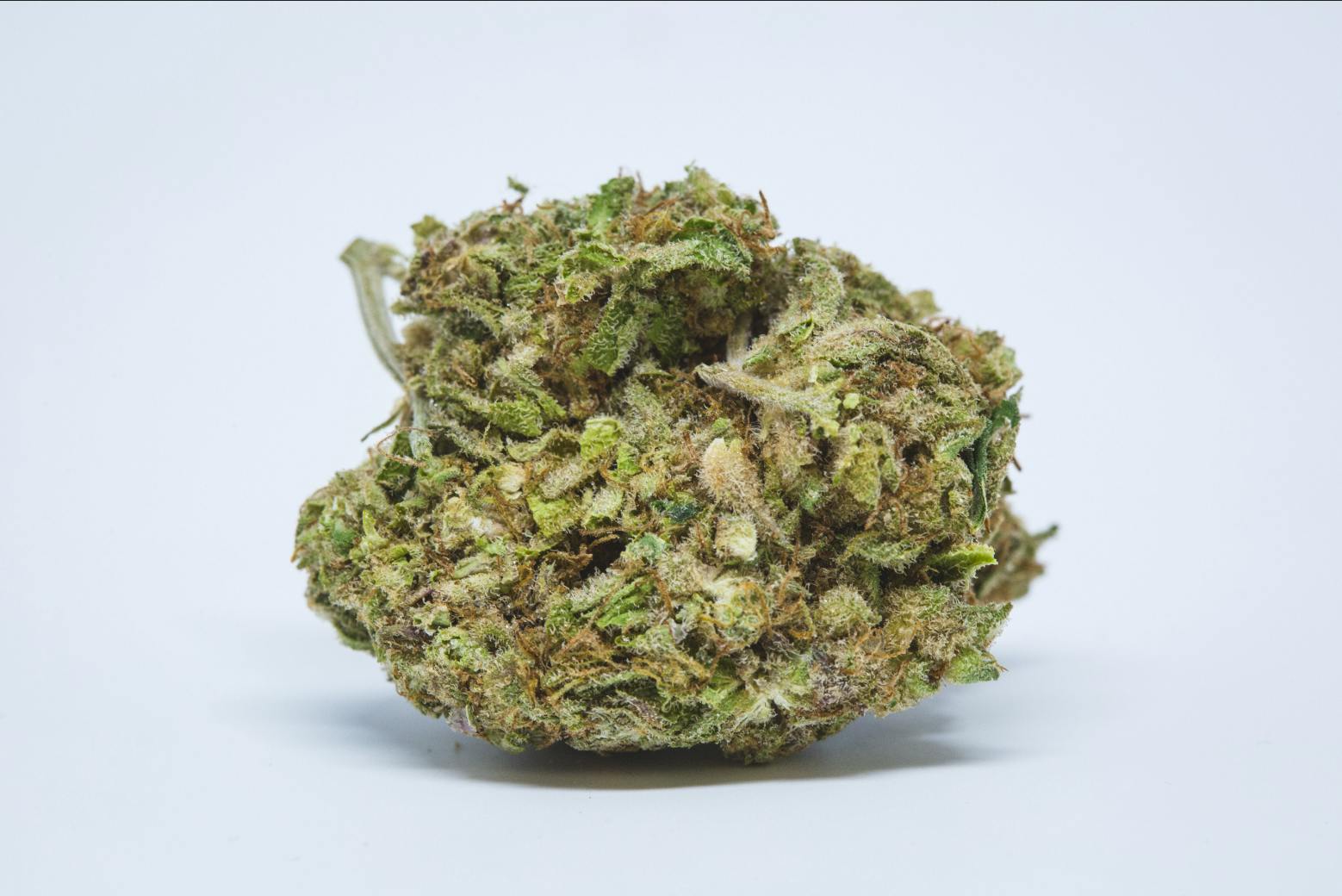 Black Jack Flower - image 1
