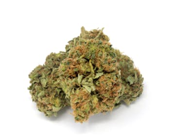 Tropicana Mama Popcorn Flower - image 1