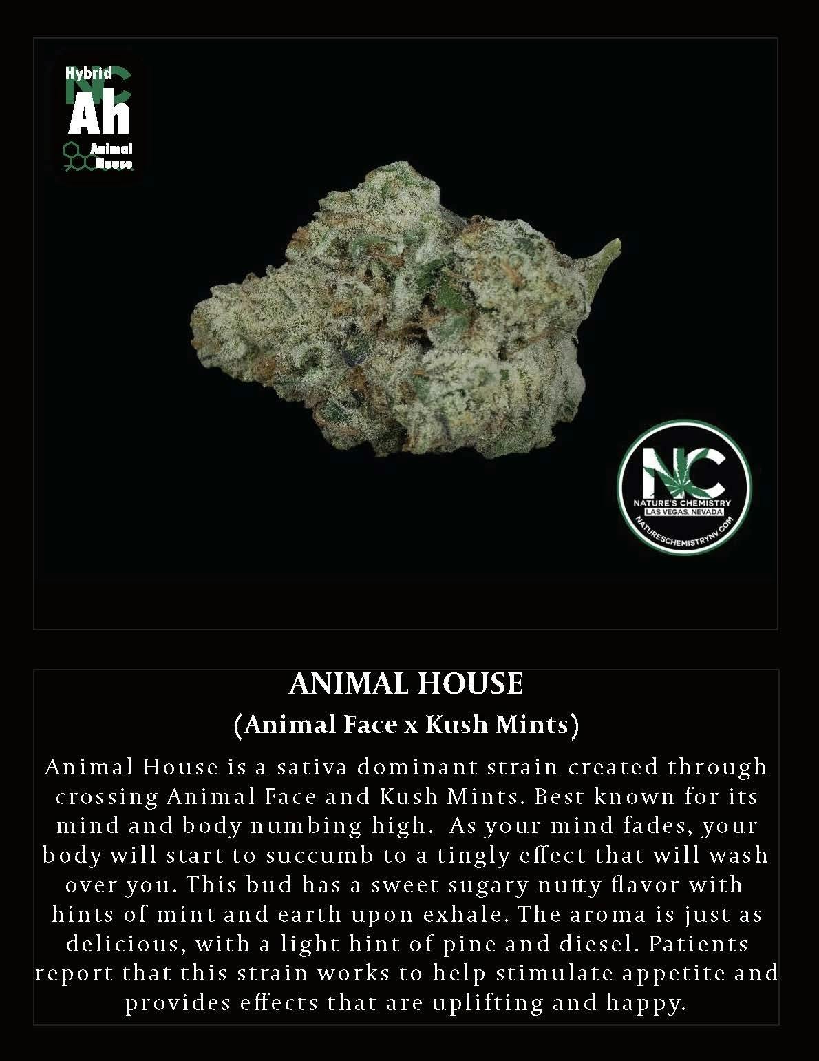 Animal House - image 1