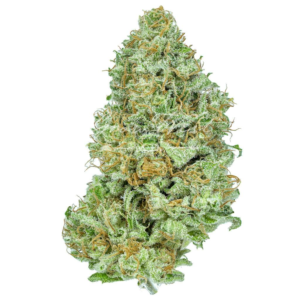 Gelato | Gold | Trimmed | 3.5g - image 1