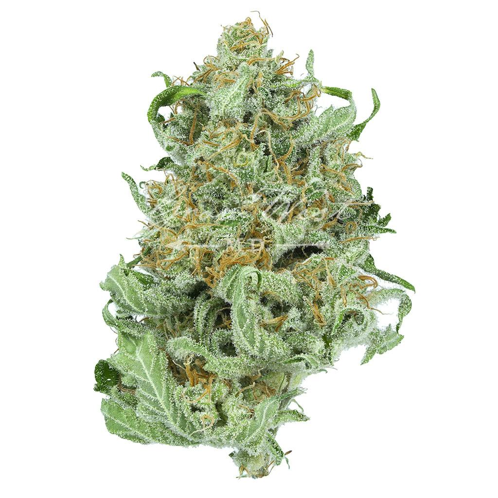 Gelato | Silver | Untrimmed | 3.5g - image 1