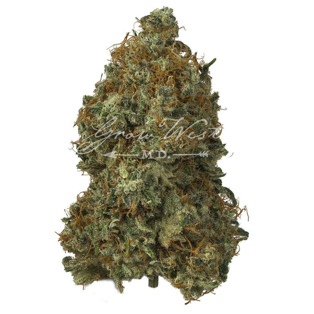 GG #4 | Gold | Trimmed | 3.5g - image 1