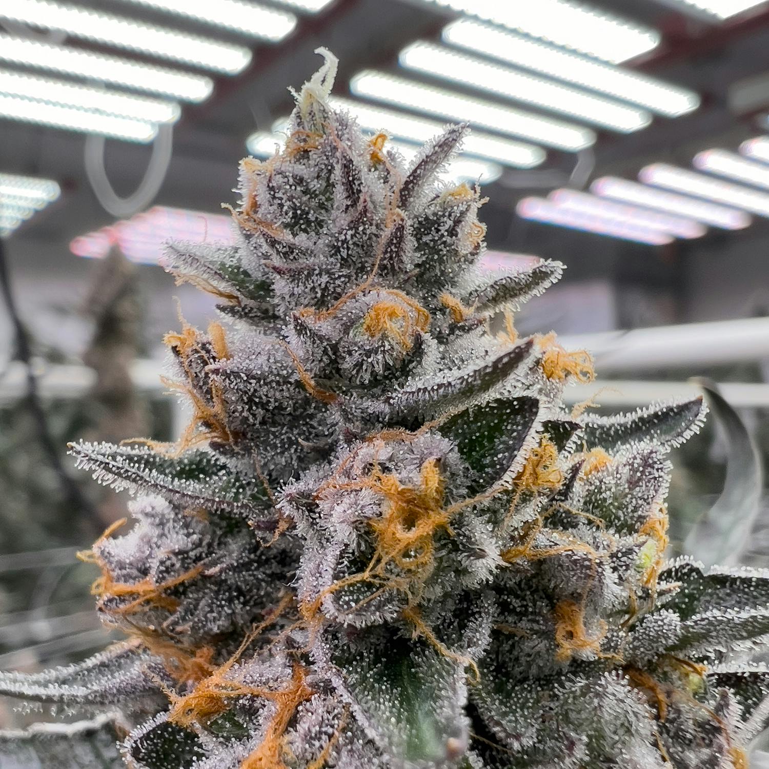 GELATO TRIX - image 2