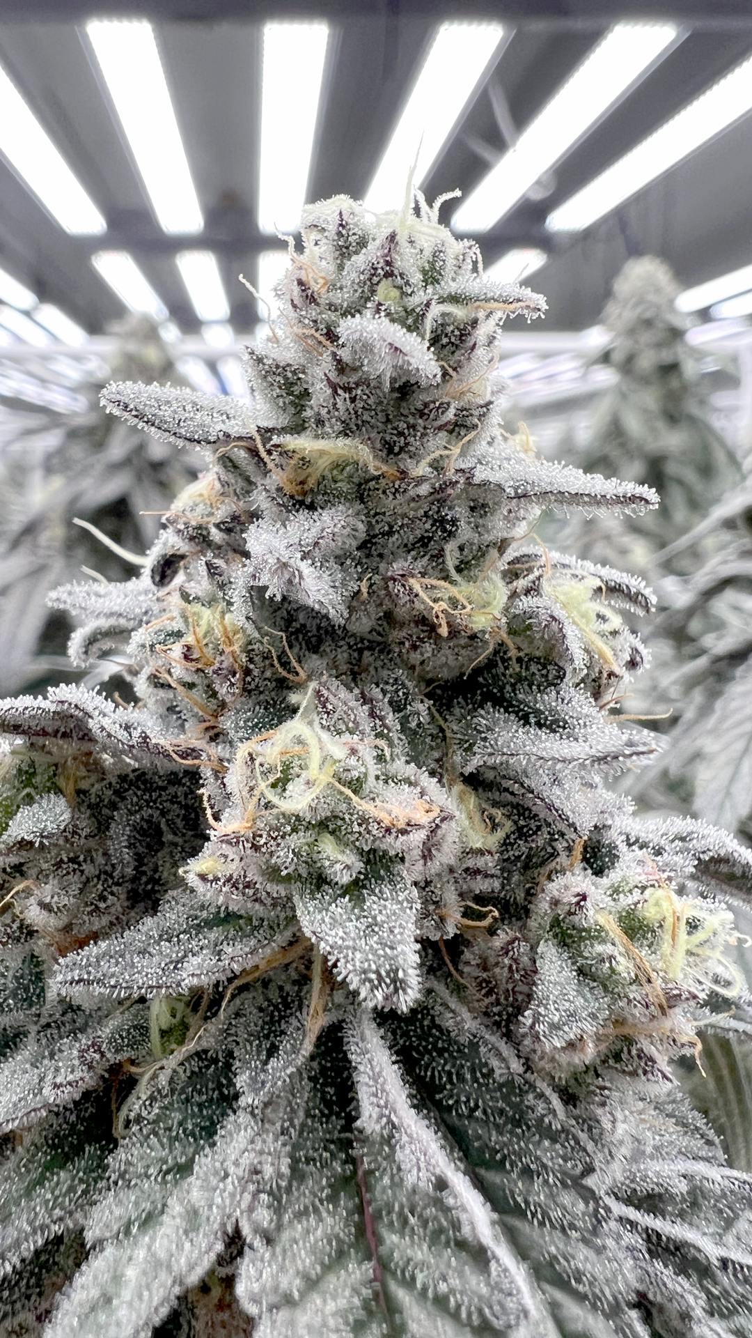 KUSH MINTS - image 3