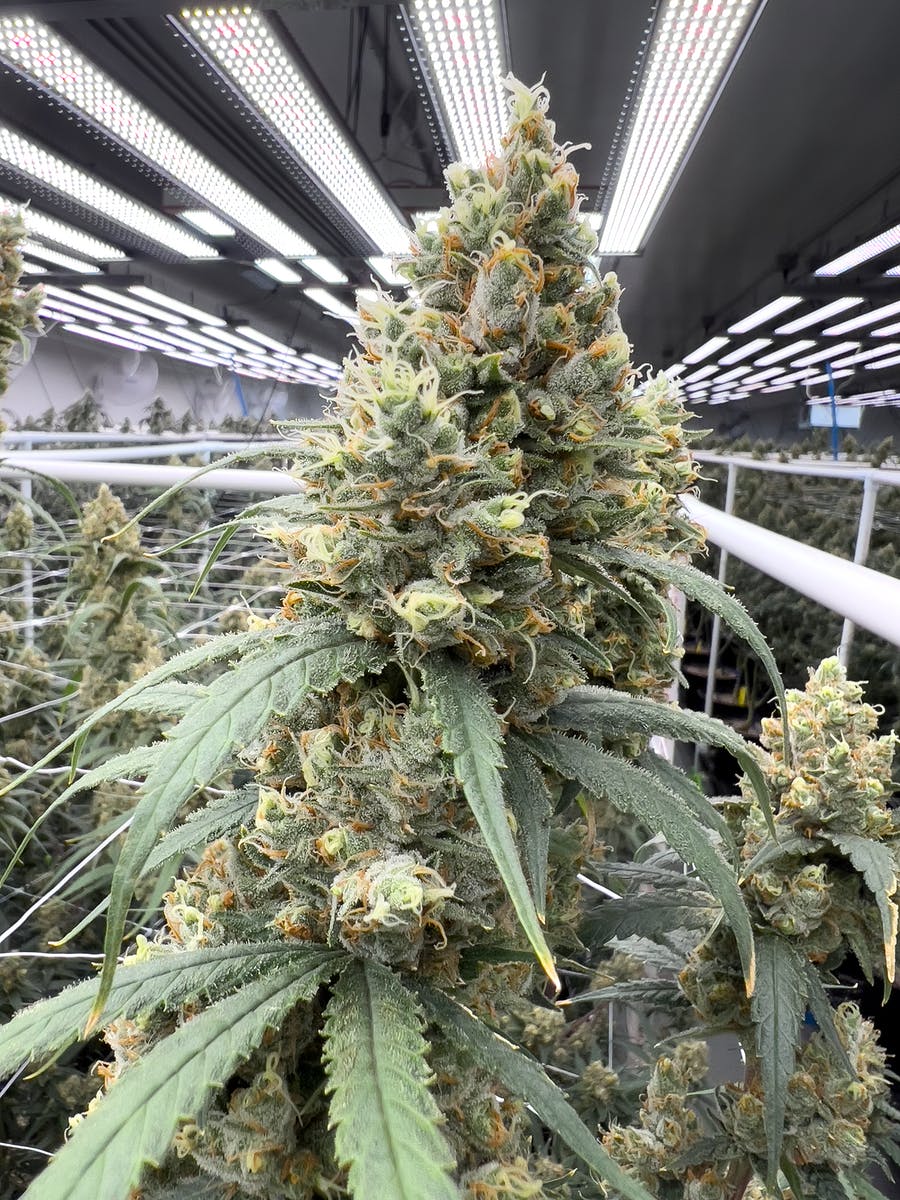 NYSD / NEW YORK SOUR DIESEL - image 4