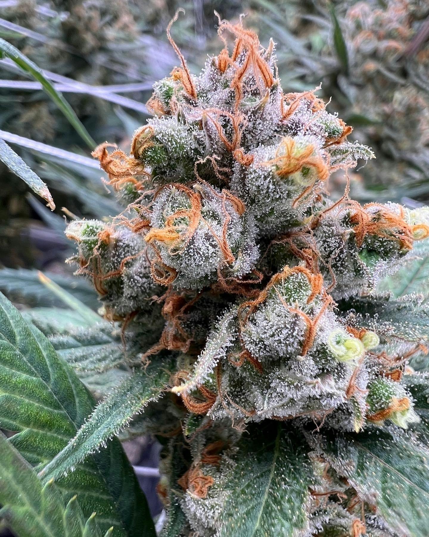 NYSD / NEW YORK SOUR DIESEL - image 3