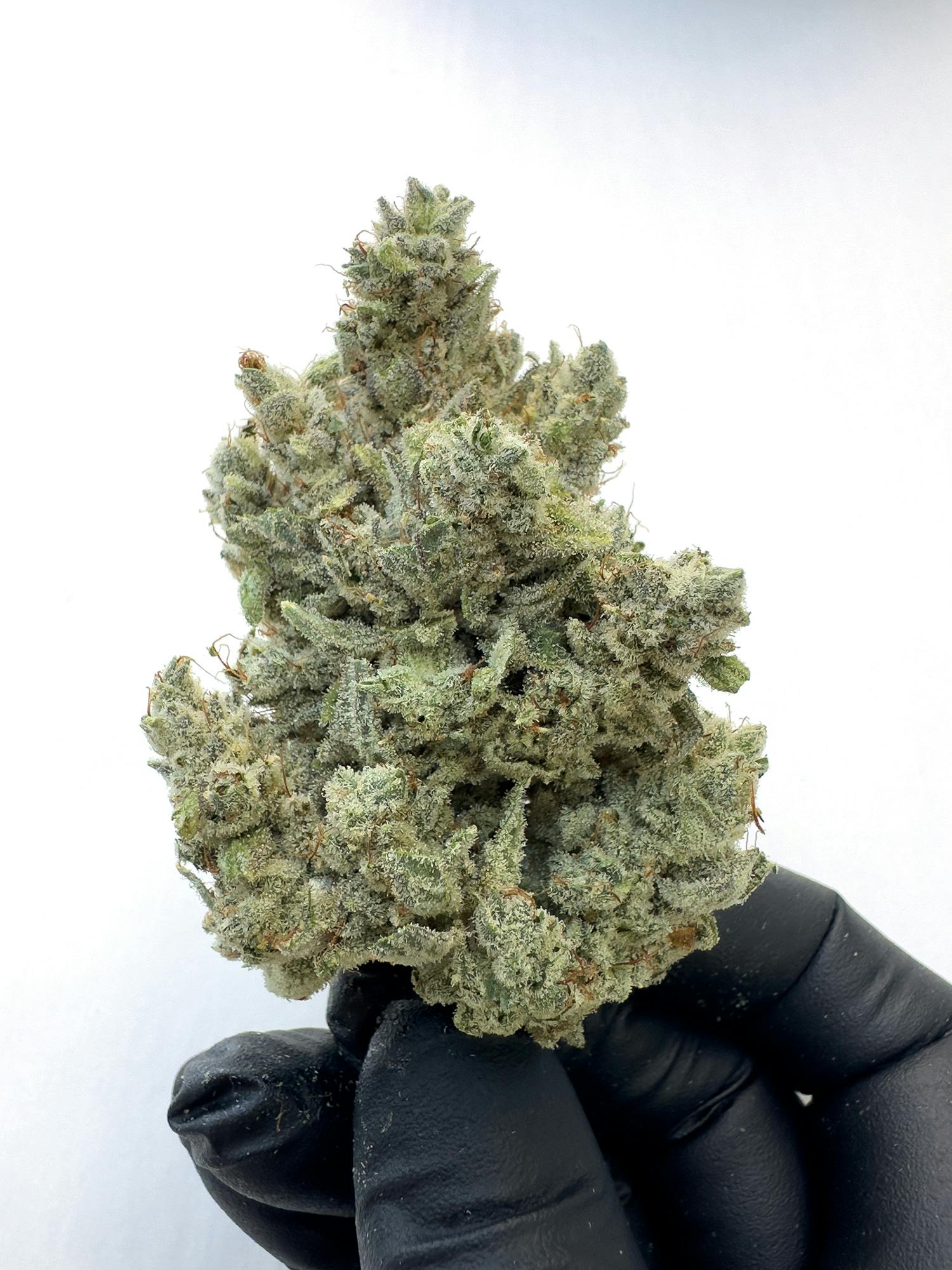 GG4 / ORIGINAL GLUE / GORILLA GLUE - image 2