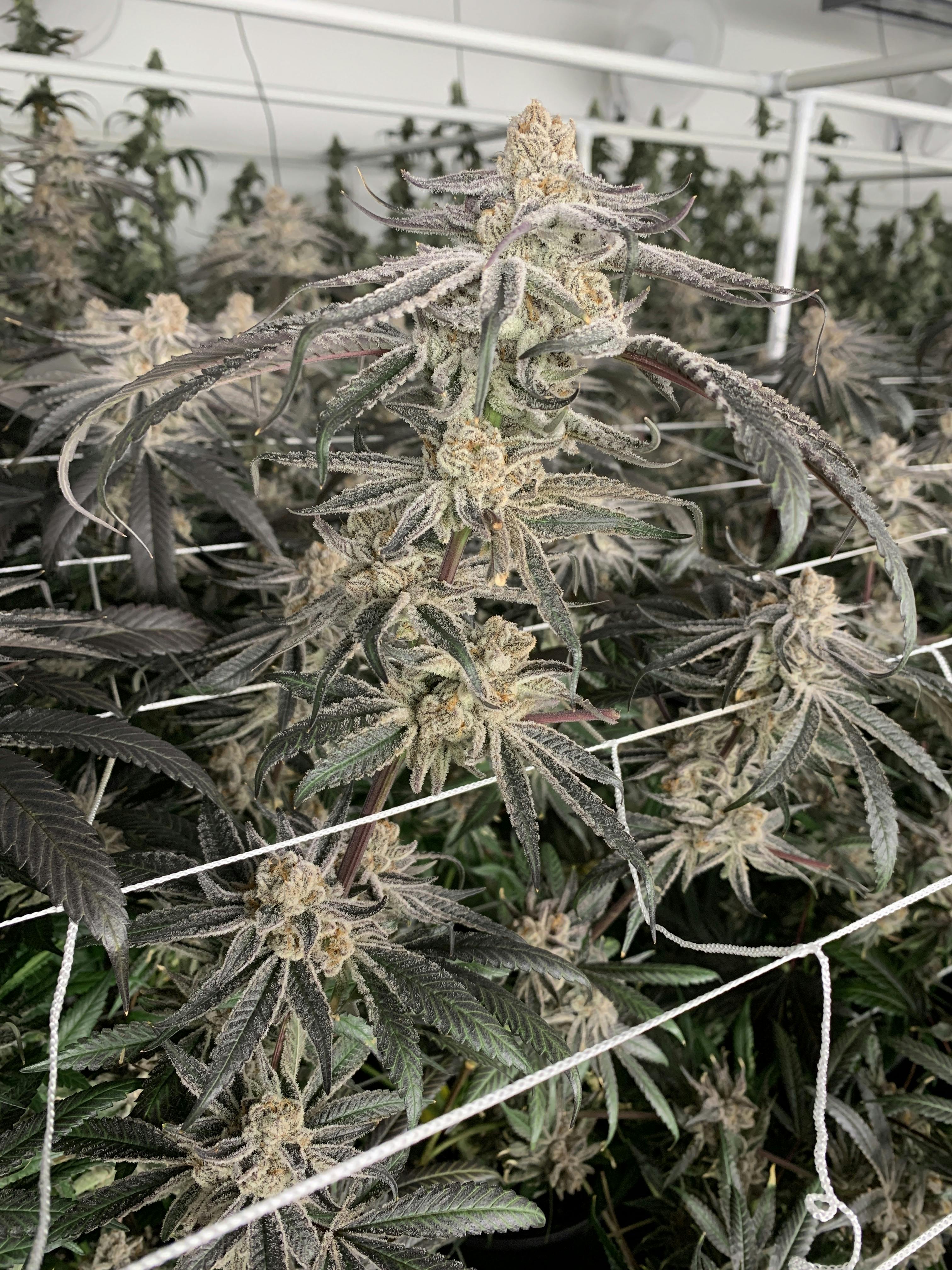 PURPLE PUNCH - image 4