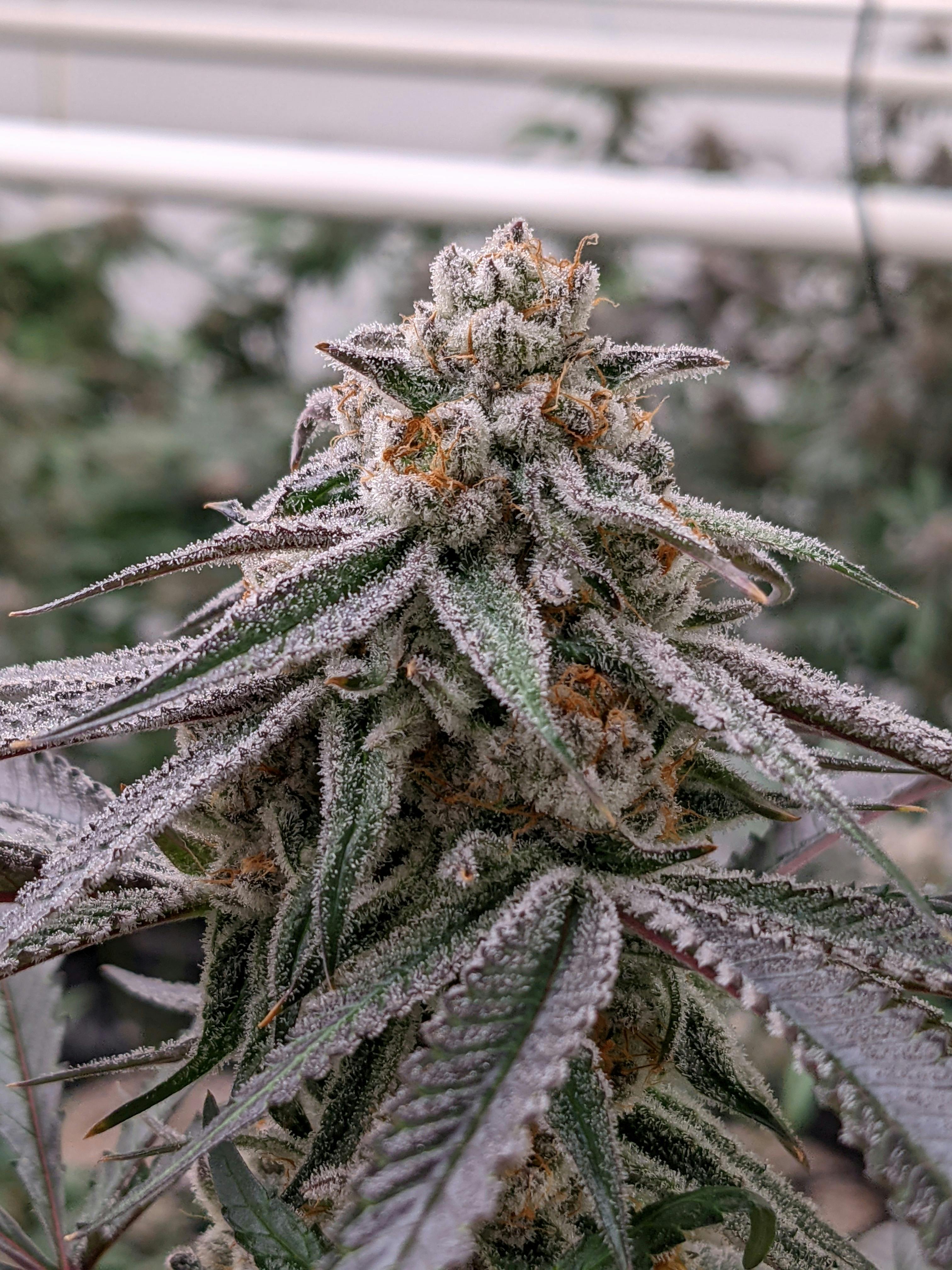 PURPLE PUNCH - image 3