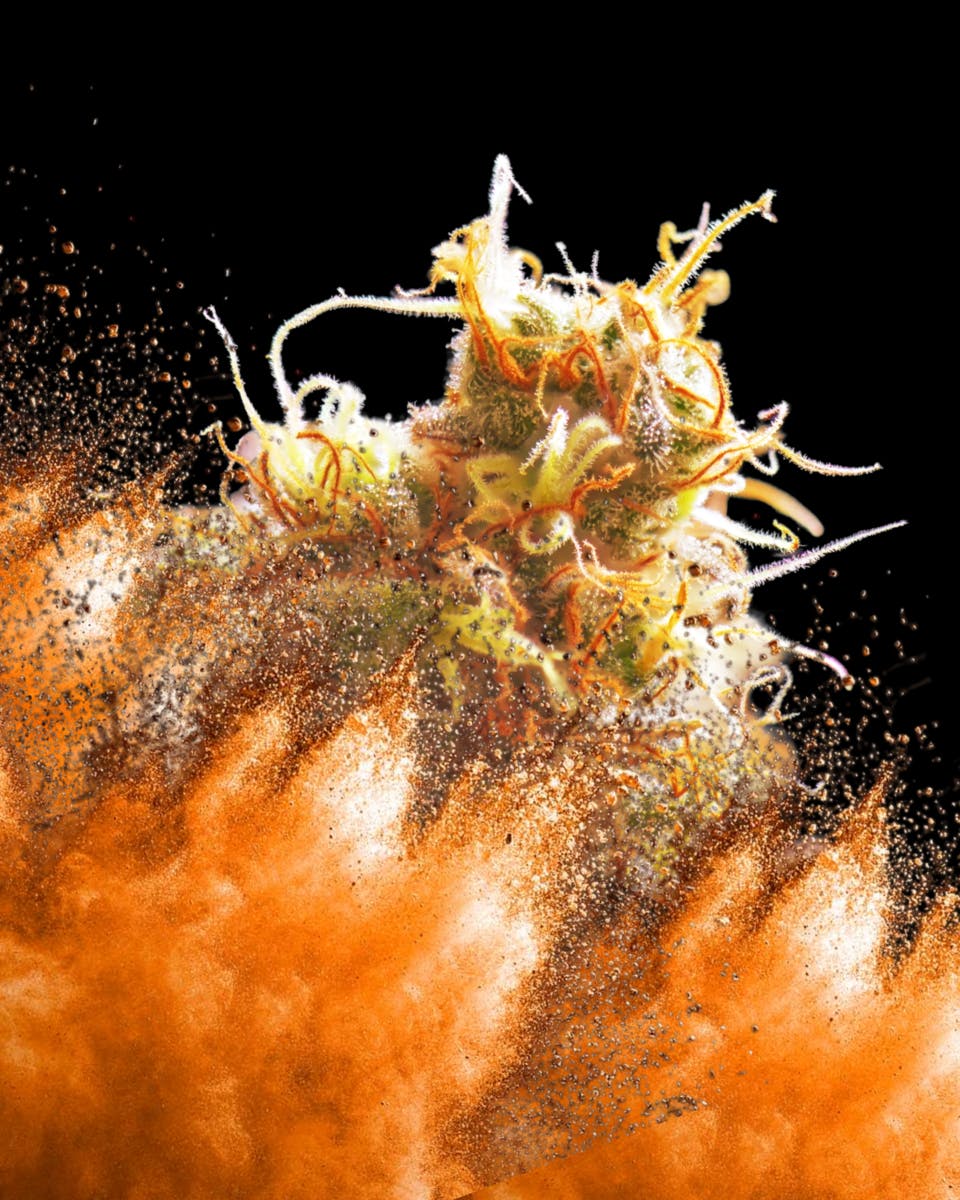 Boomtang! (Hybrid) - Smalls Indoor Flower - 14g - image 1