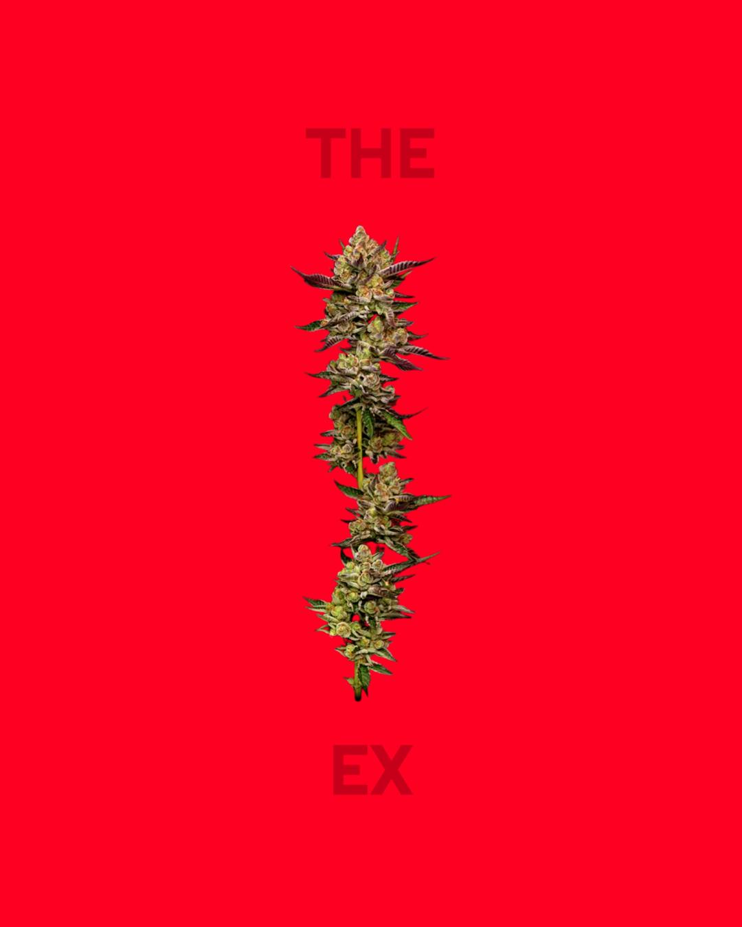 The Ex (Indica) - Smalls Indoor Flower - 14g - image 2