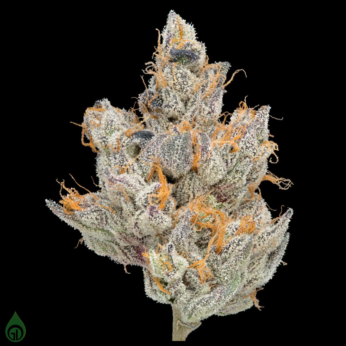 GDL Black Label Flower (14g) | Thunderdome - image 2