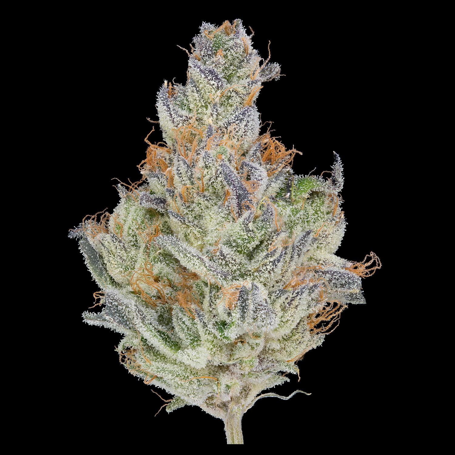 GDL Black Label Flower (7g) | Monet - image 2