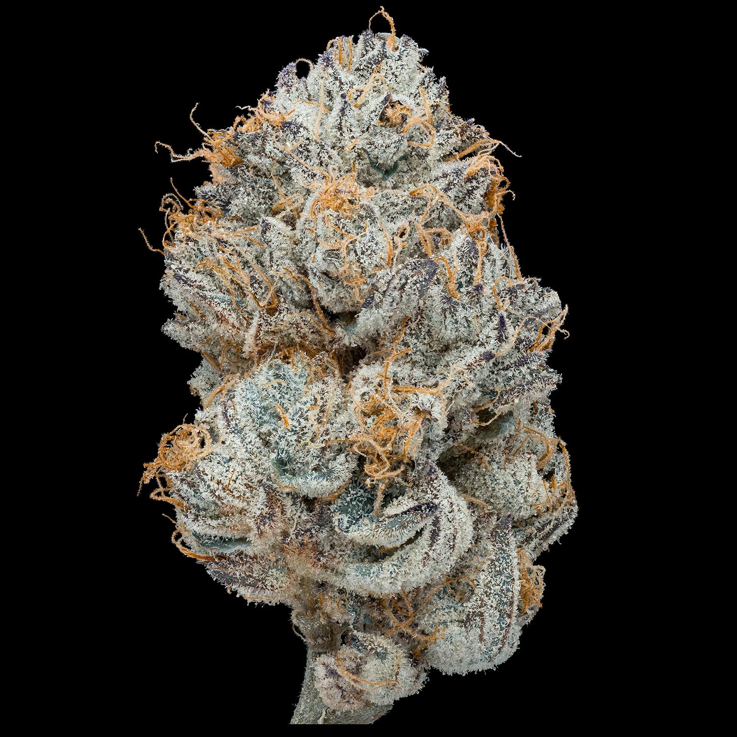 GDL Black Label Flower 14g | Peach Oblivion - image 2