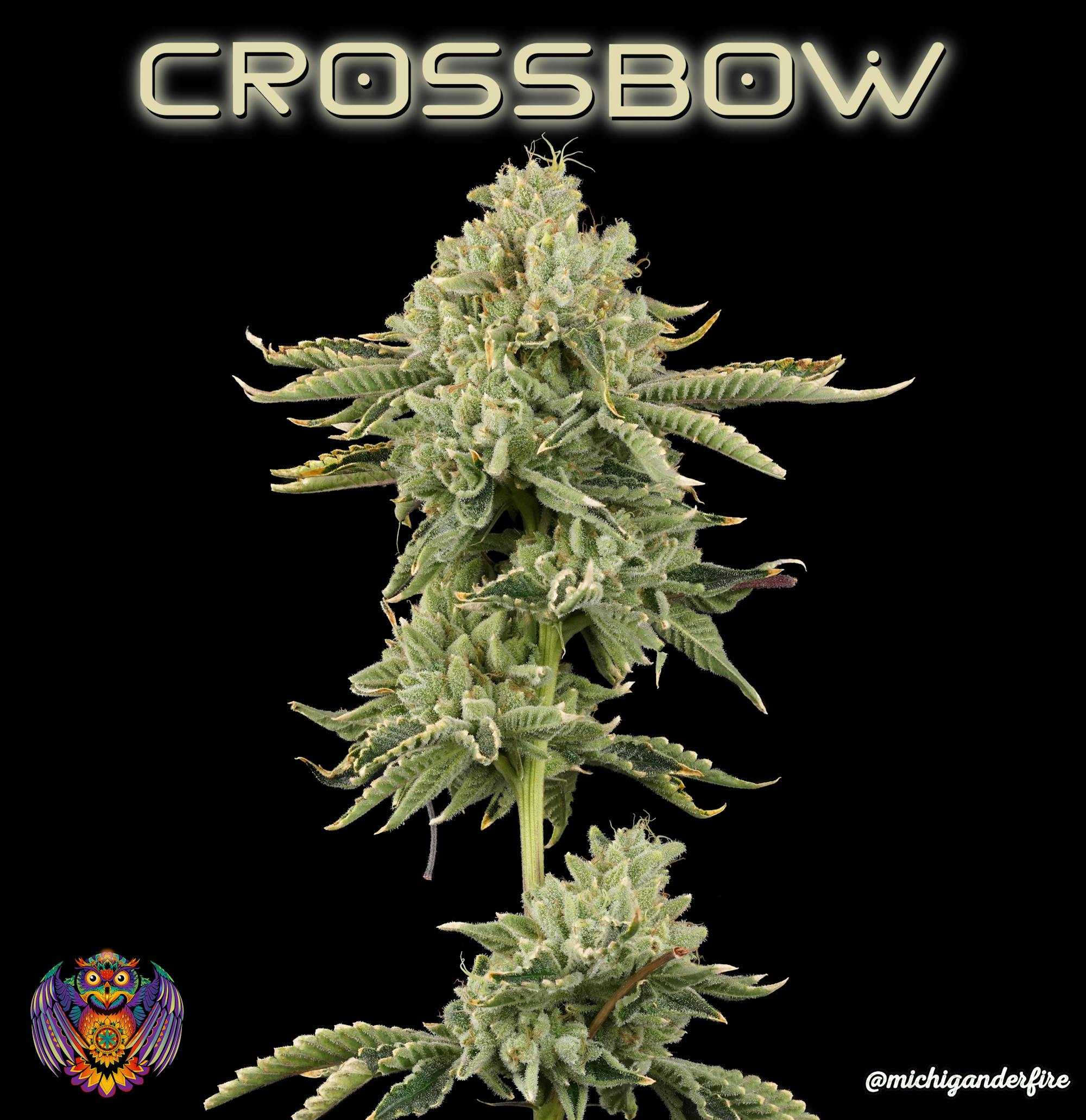 Michigander Fire - Crossbow - image 2