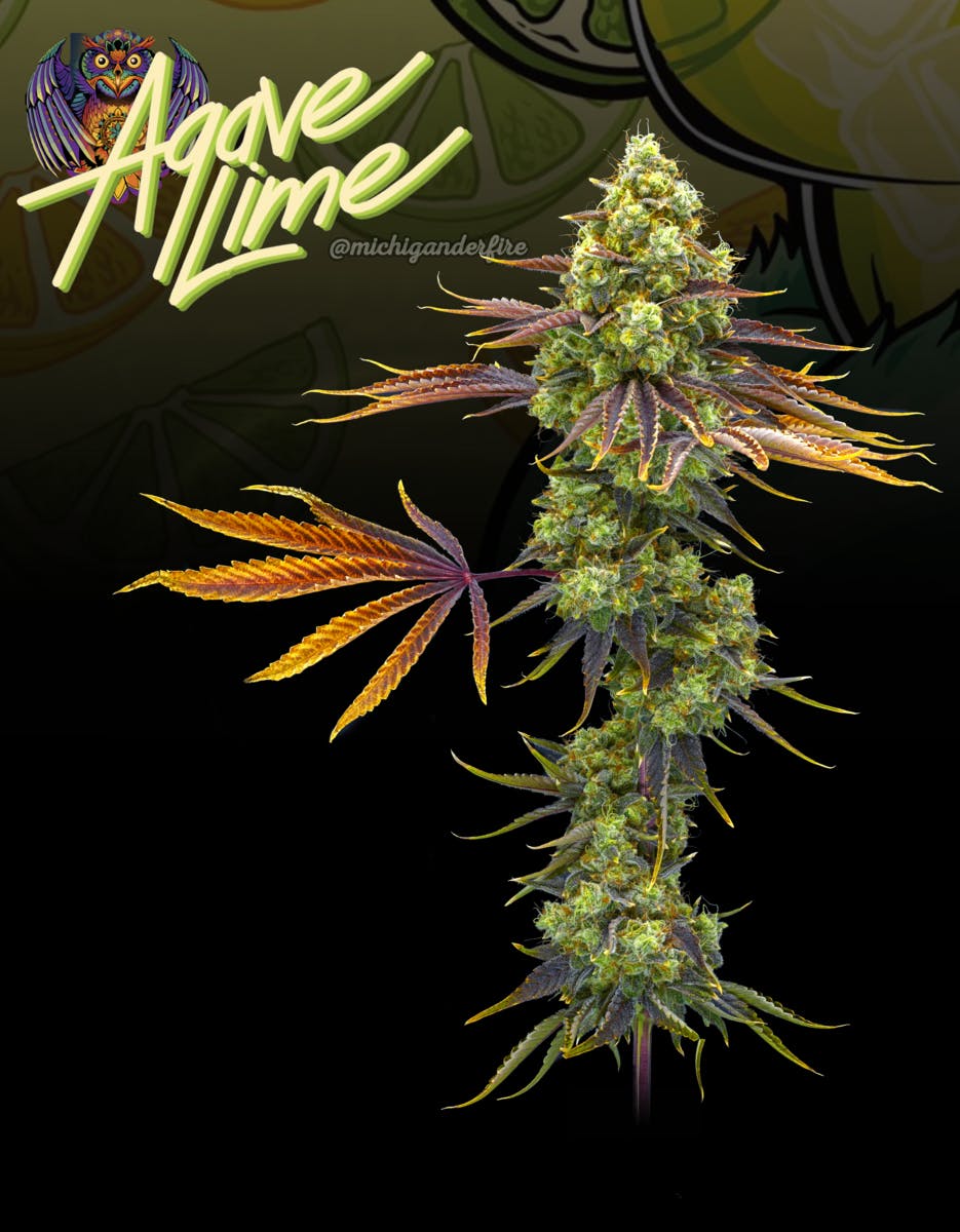Michigander Fire - Agave Lime - image 2