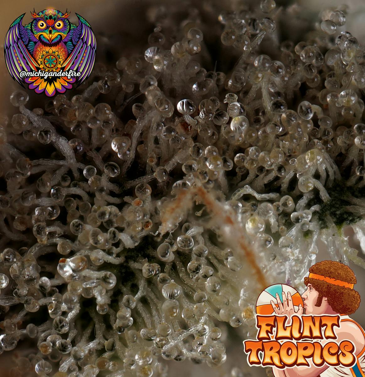 Michigander Fire - Flint Tropics - image 3