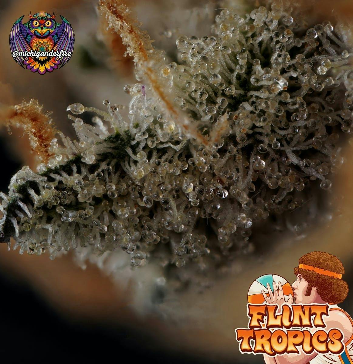 Michigander Fire - Flint Tropics - image 2