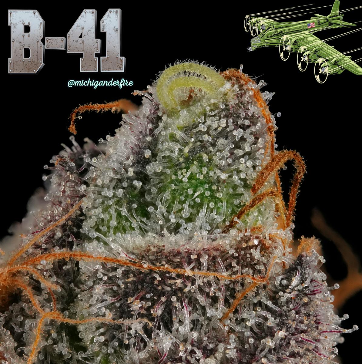 Michigander Fire - B41 - image 4