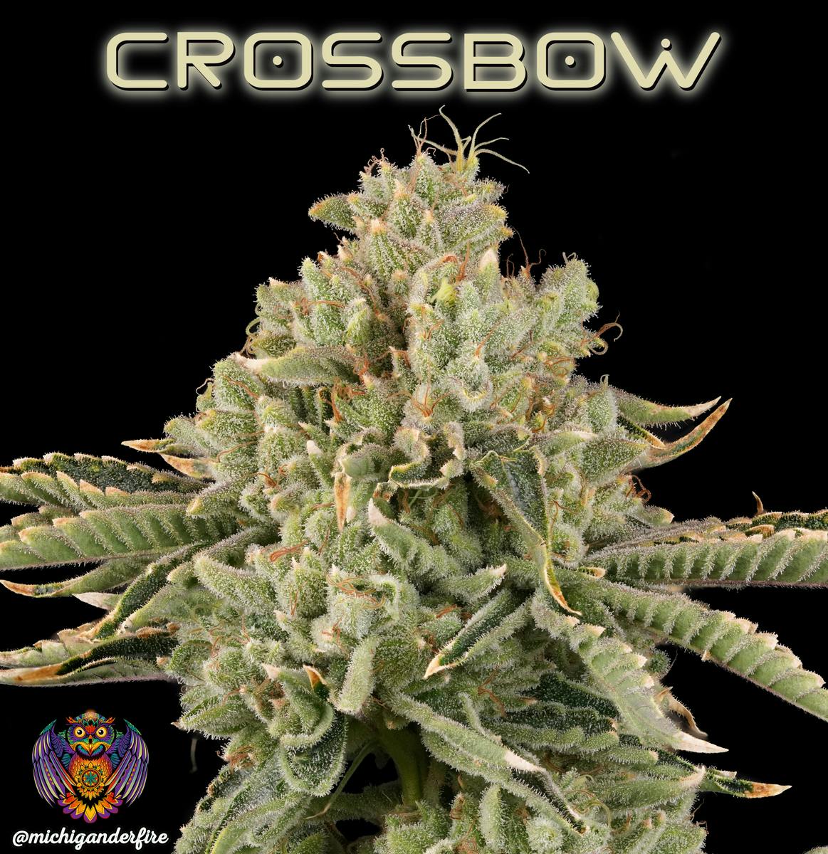 Michigander Fire - Crossbow - image 3