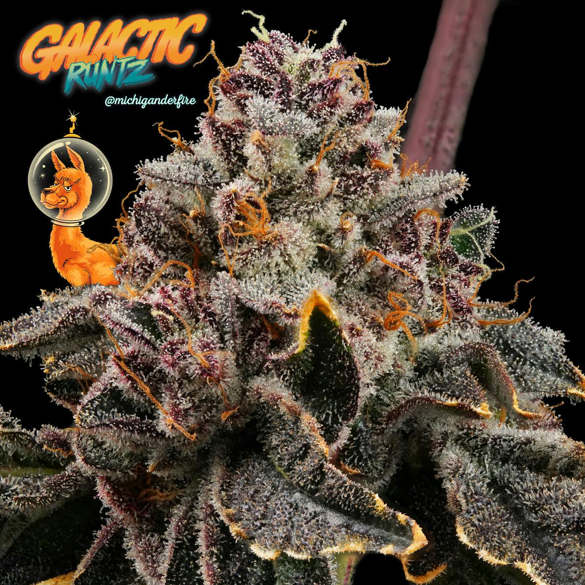 Michigander Fire - Galactic Runtz - image 3