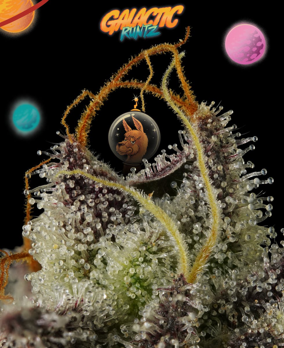 Michigander Fire - Galactic Runtz - image 4