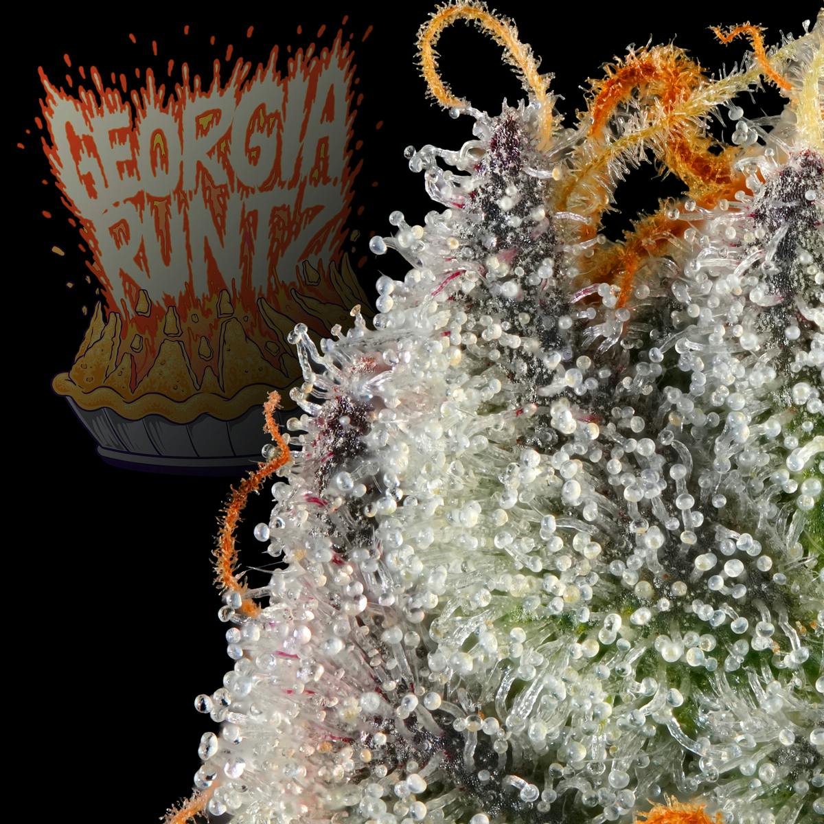 Michigander Fire - Georgia Runtz - image 3