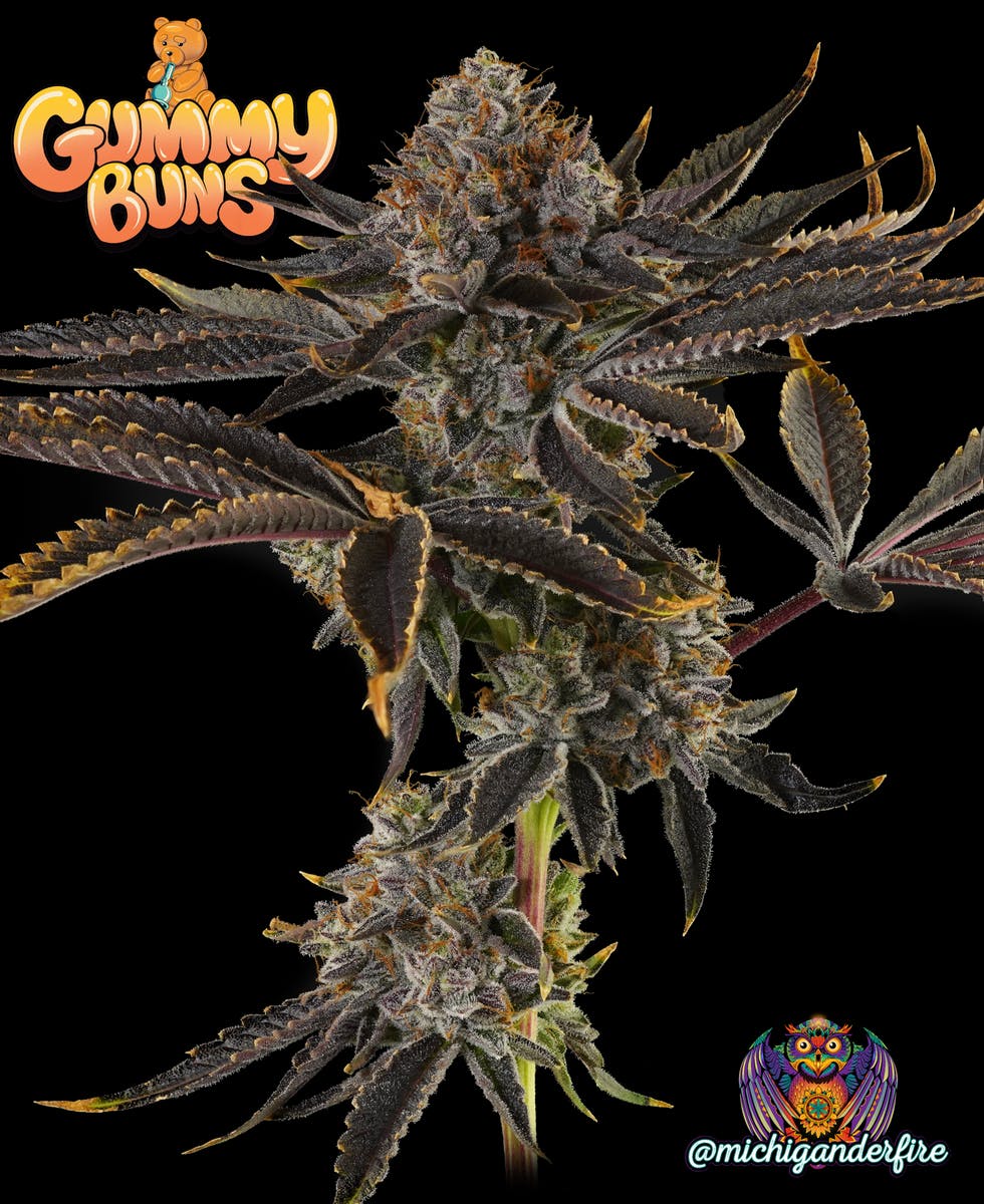 Michigander Fire - Gummy Buns - image 2
