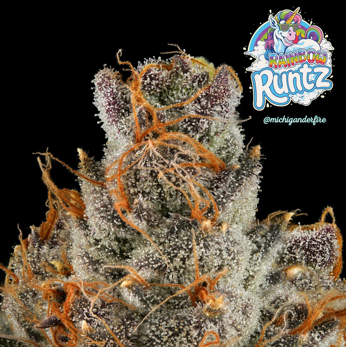 Michigander Fire - Rainbow Runtz - image 4