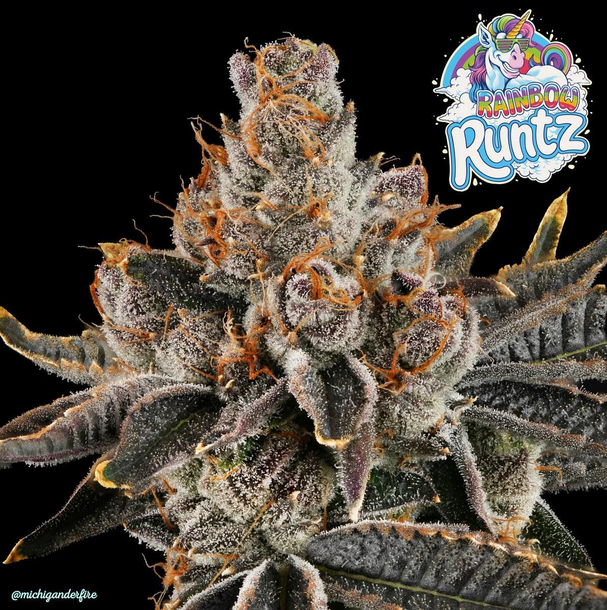 Michigander Fire - Rainbow Runtz - image 3