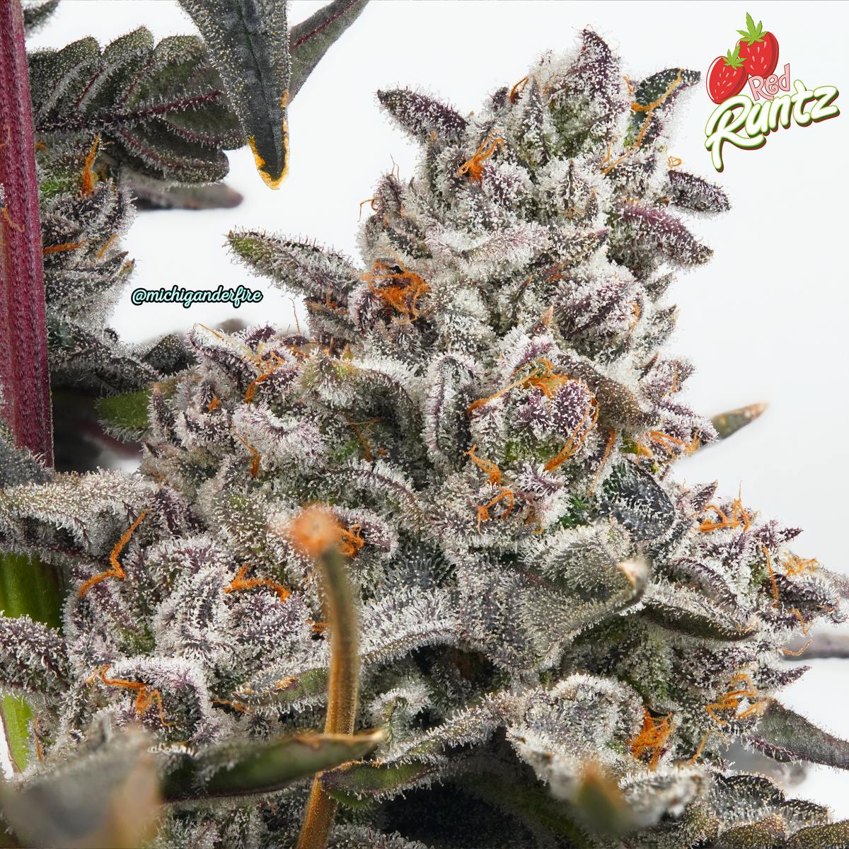 Michigander Fire - Red Runtz - image 3