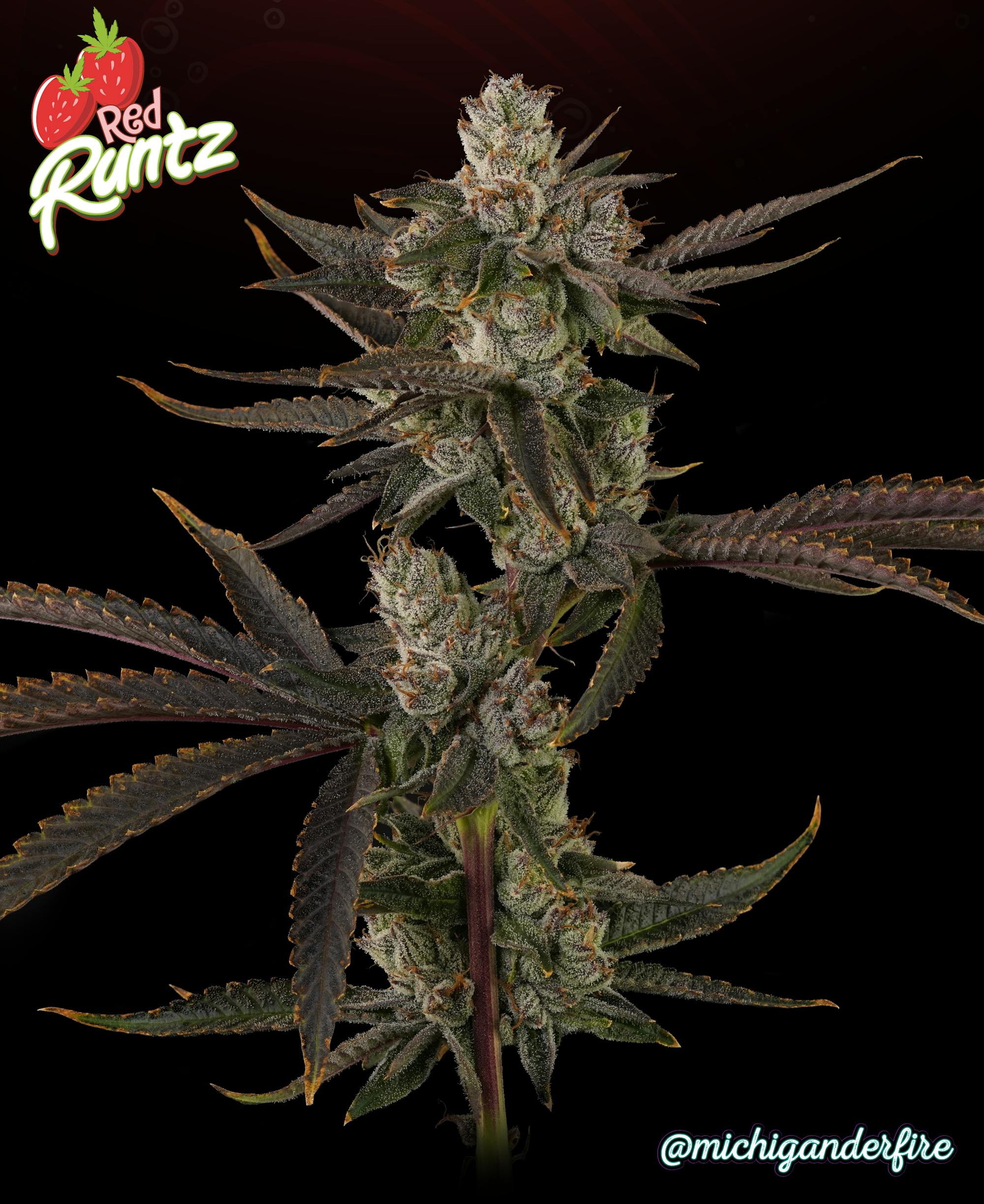 Michigander Fire - Red Runtz - image 2