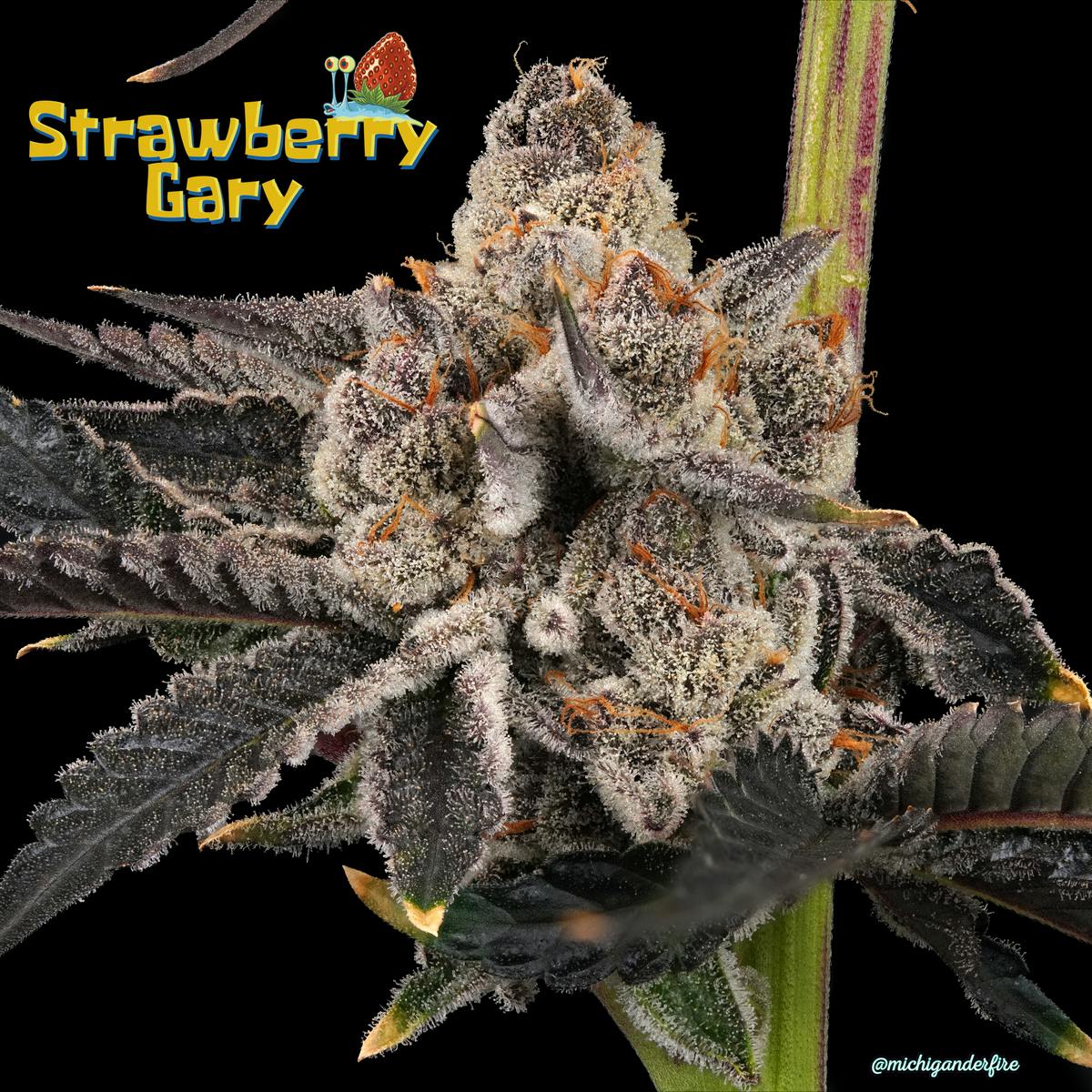 Michigander Fire - Strawberry Gary - image 3