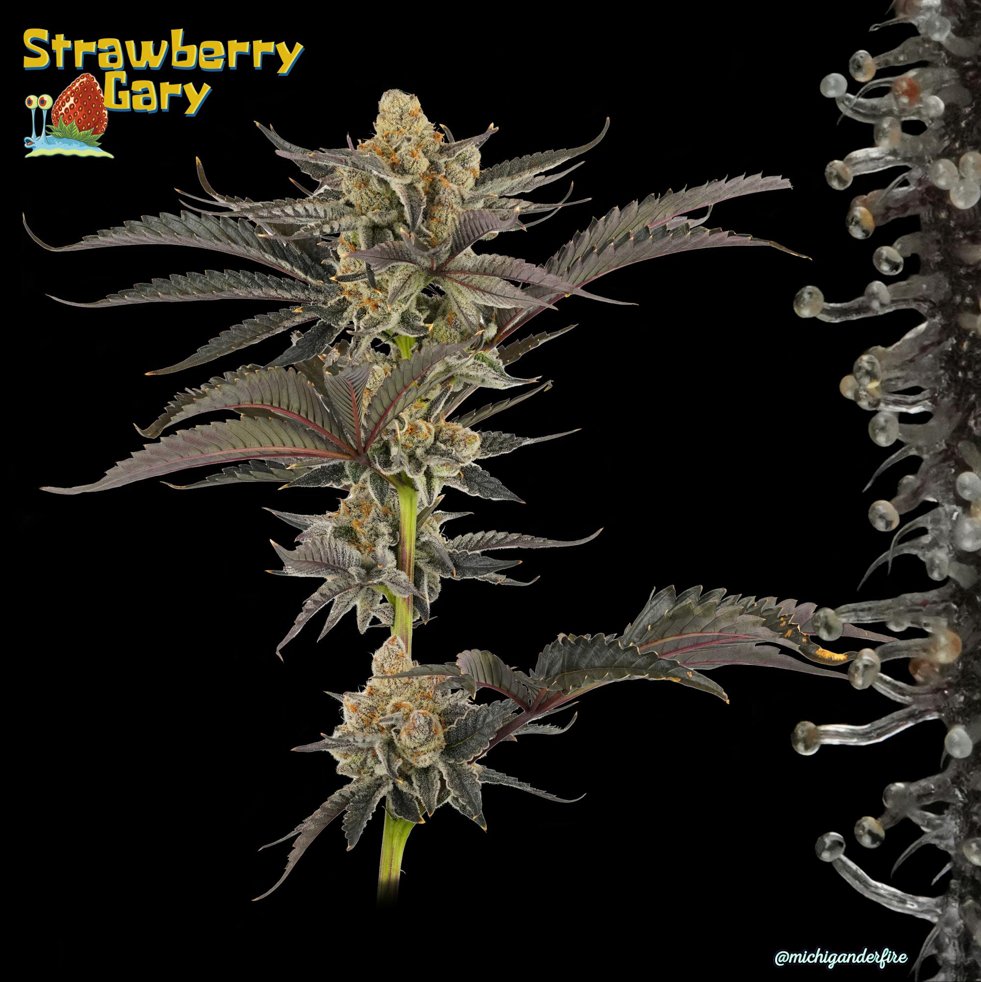 Michigander Fire - Strawberry Gary - image 2