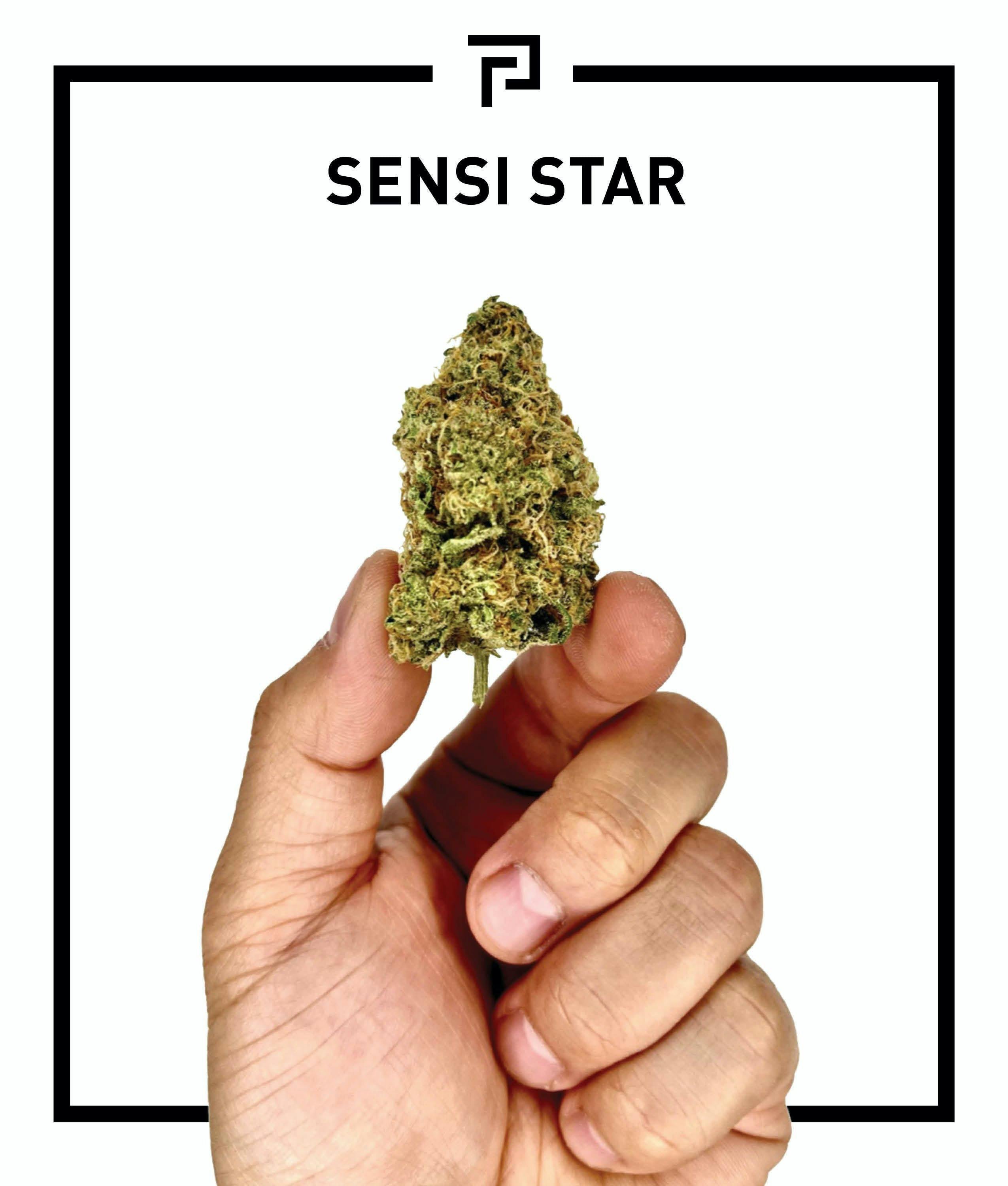 Sensi Star | 3.5g Flower - image 1