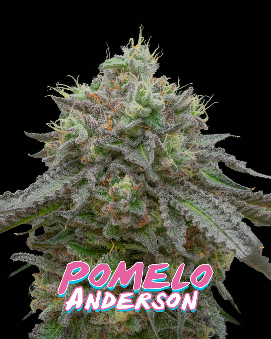 Pomelo Anderson | 1/2 oz - image 1