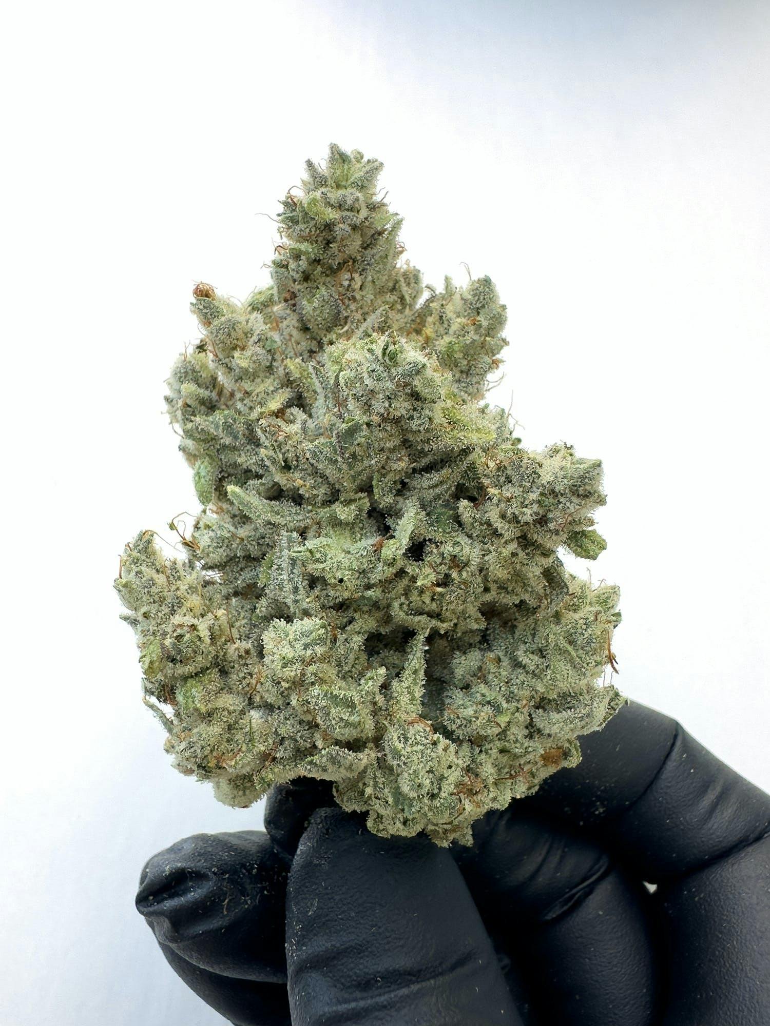 GG4 / ORIGINAL GLUE / GORILLA GLUE | BIG BUDS - image 3