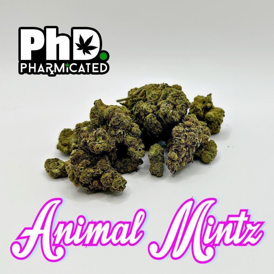 PhD Indoor Flower - Animal Mintz (H) - image 1