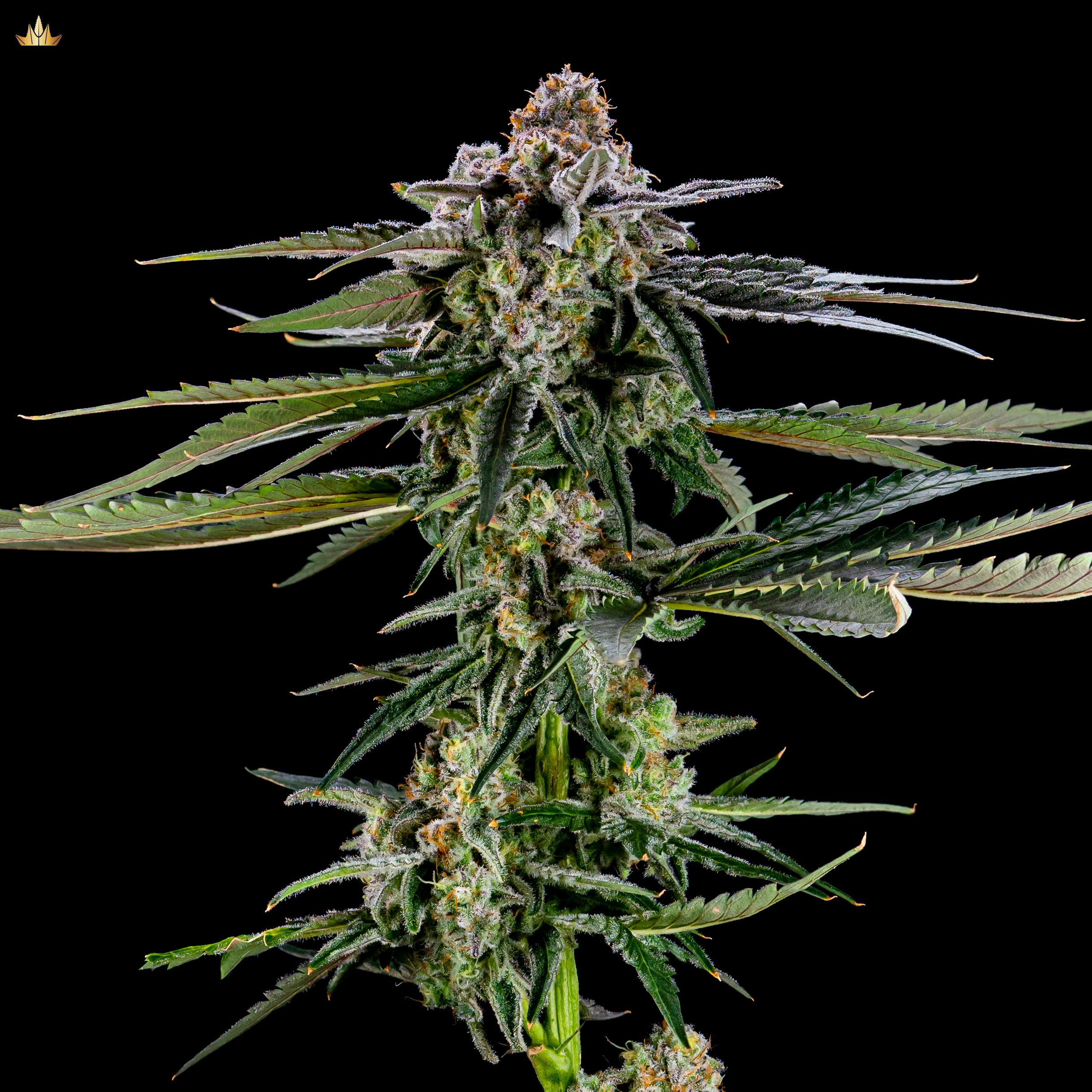 MAC 1 - image 1