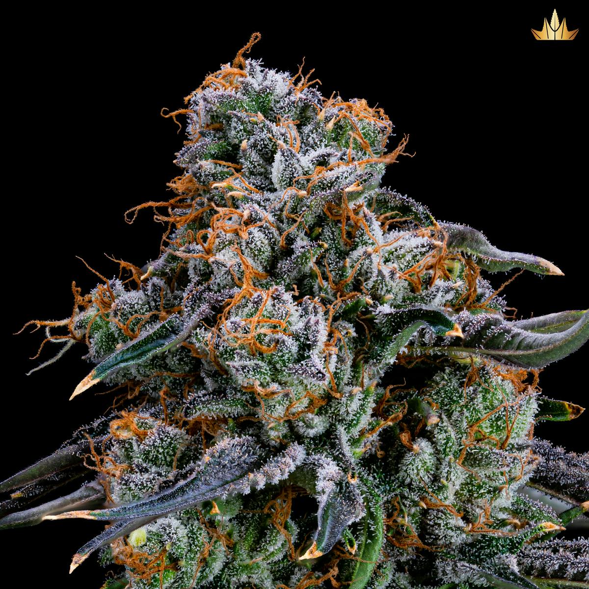 Bermuda Punch 3 - Pre Rolls - image 1