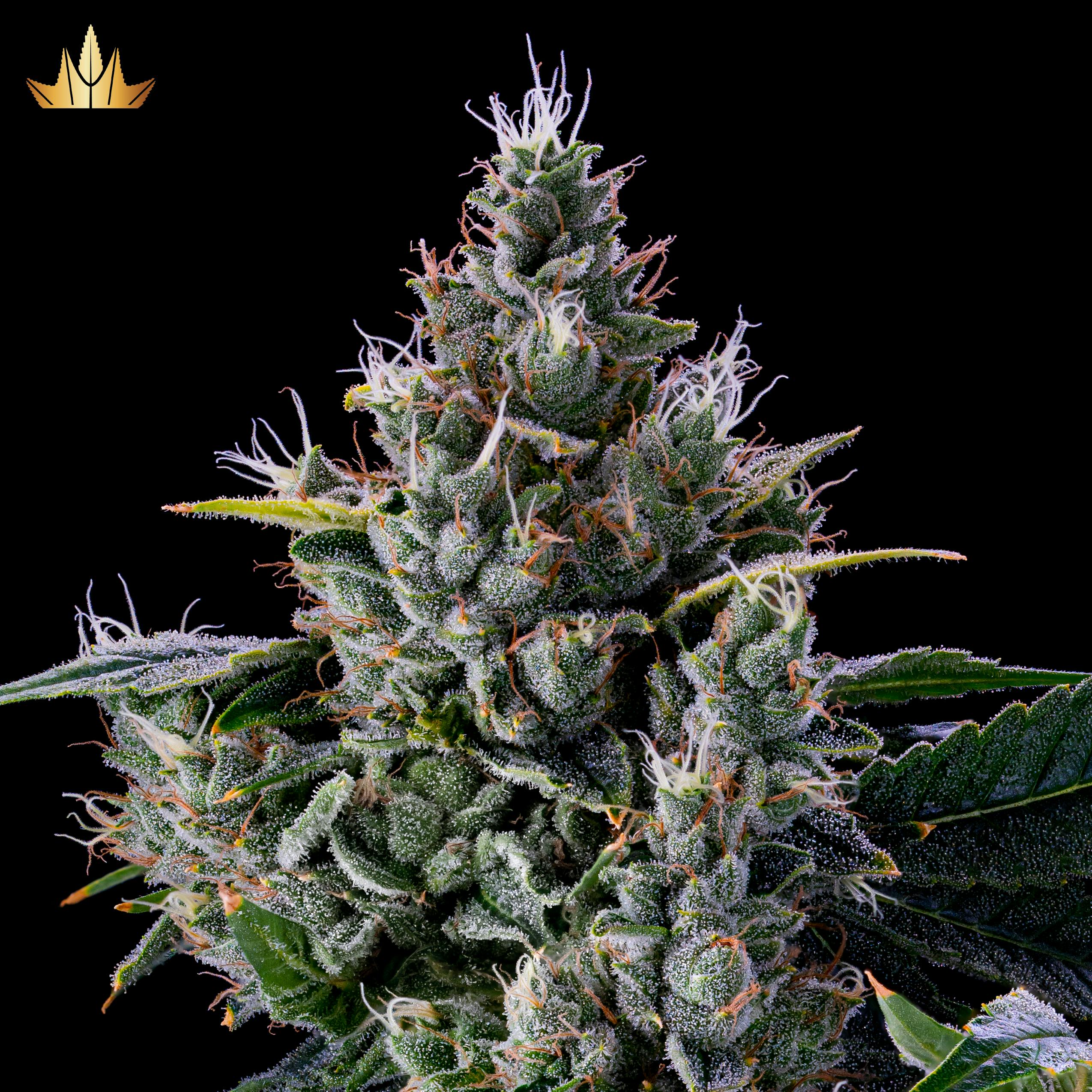 Donny Burger - Pre Rolls - image 1
