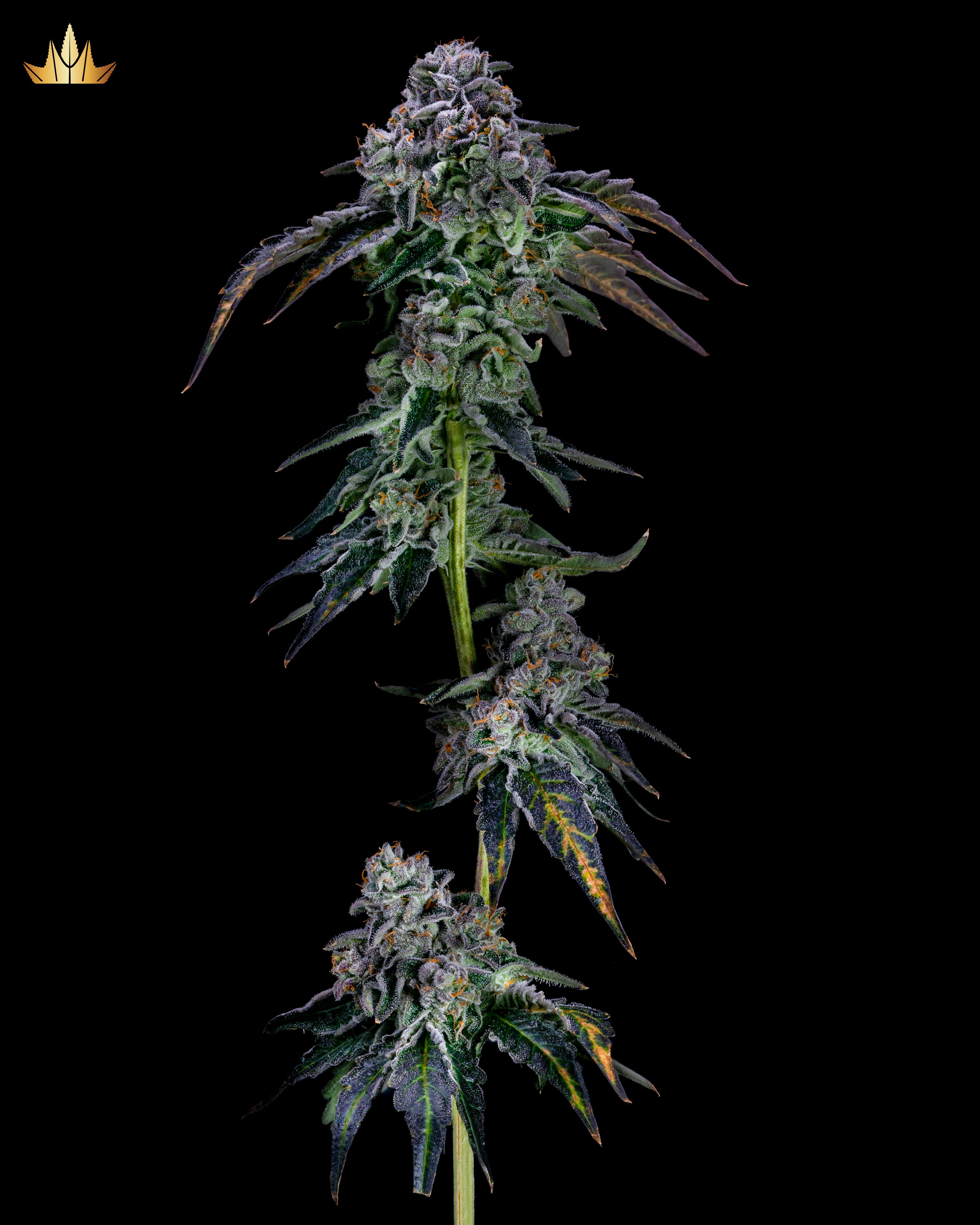 Gelatti - Pre Rolls - image 2