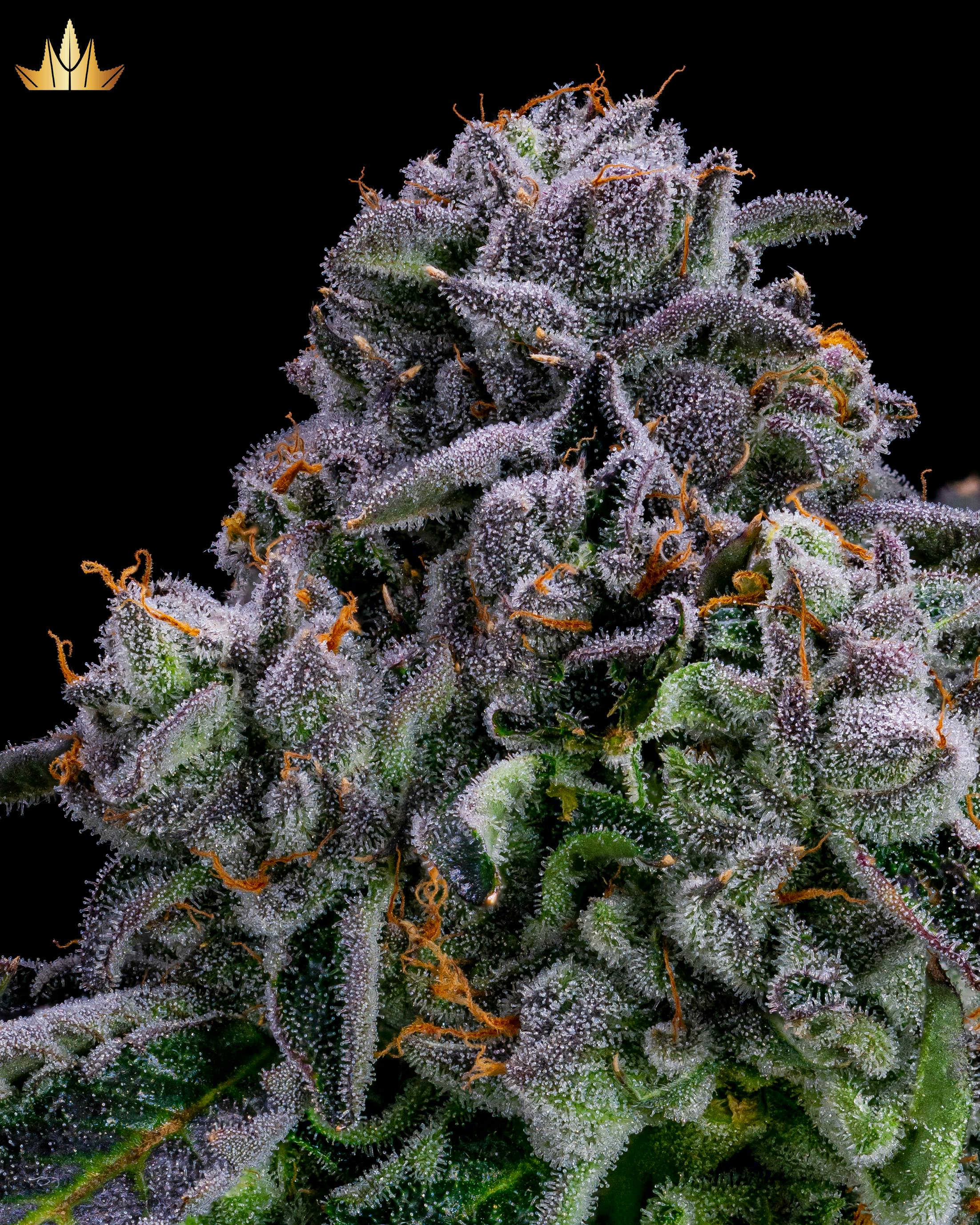 Gelatti - Pre Rolls - image 1