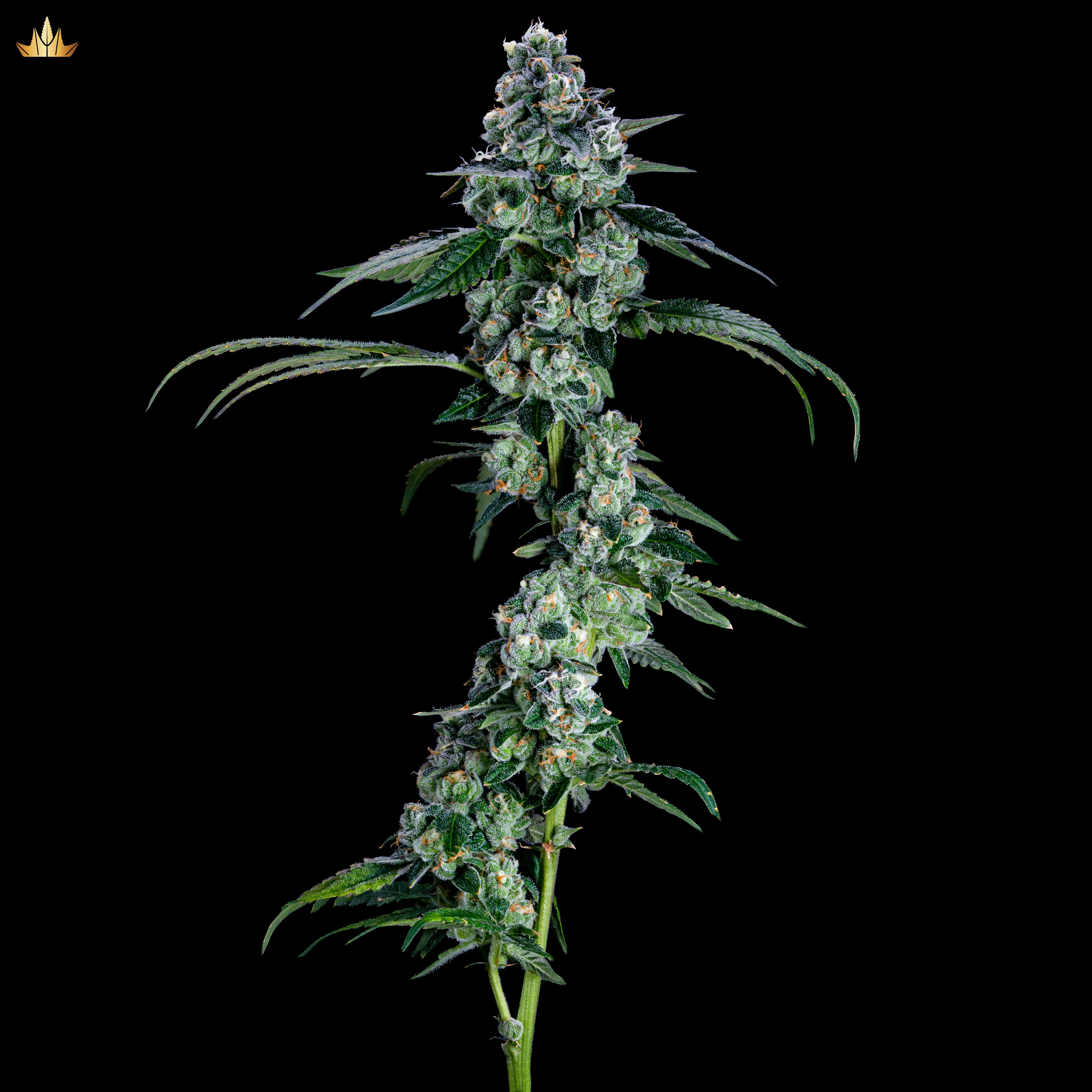 Jigglers #17 - Pre Rolls - image 1