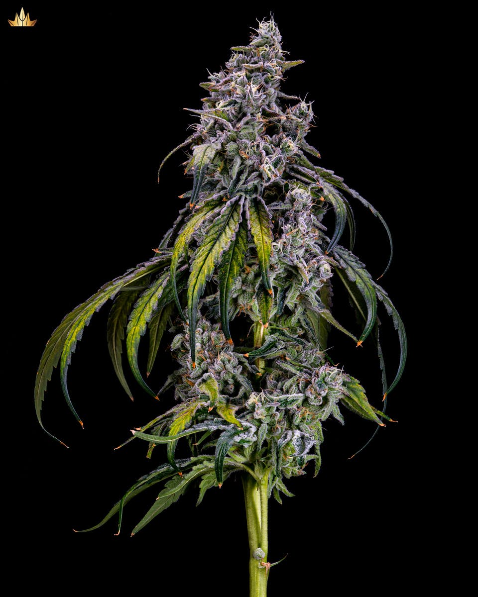 Kush Mints - Pre Rolls - image 1