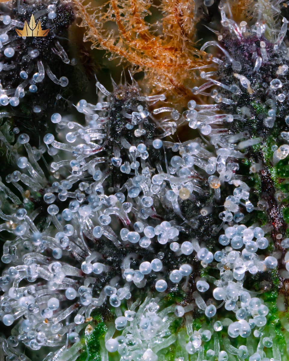 Pyxy Styx - Pre Rolls - image 1