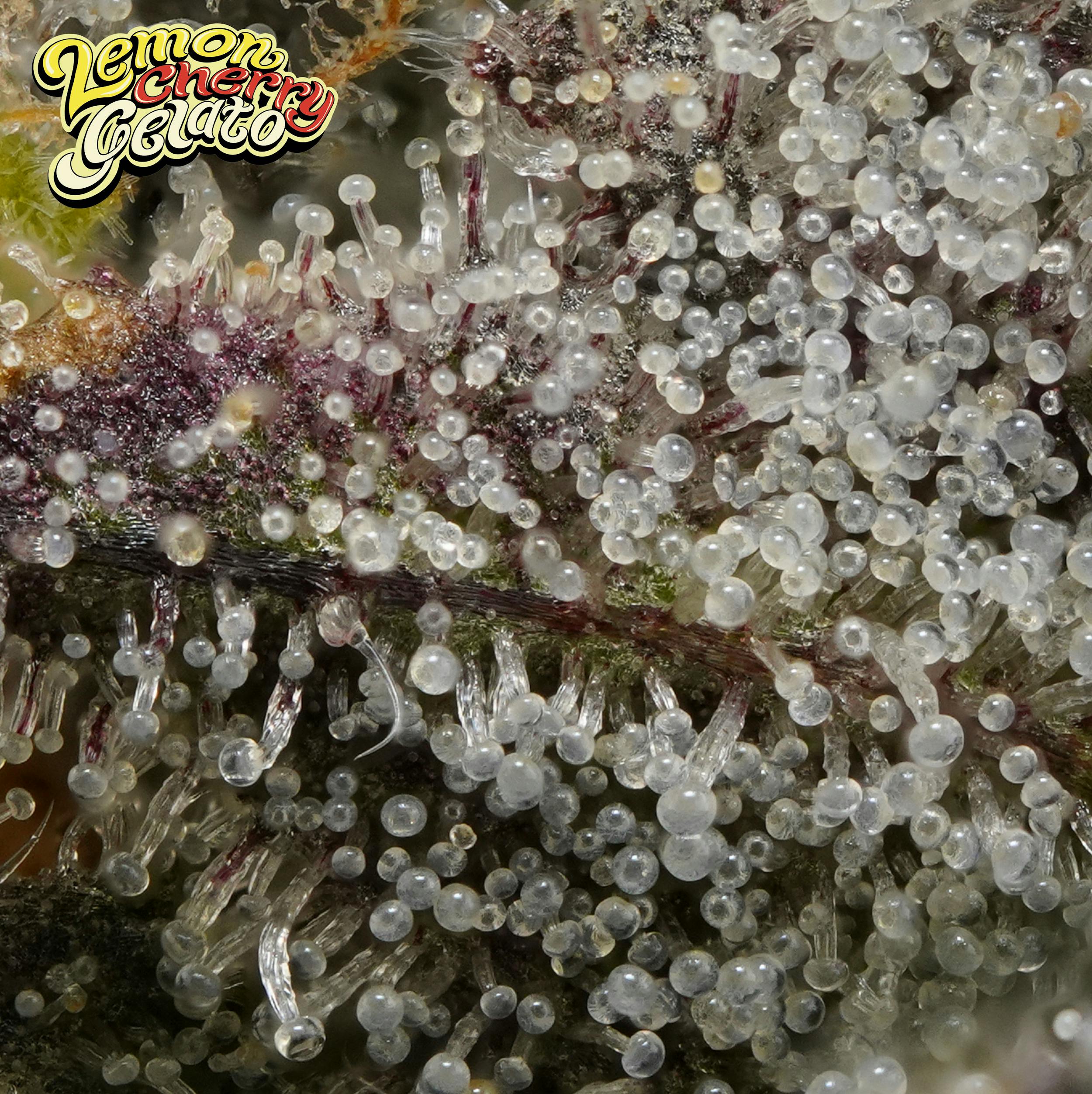 Michigander Fire - Lemon Cherry Gelato - image 4